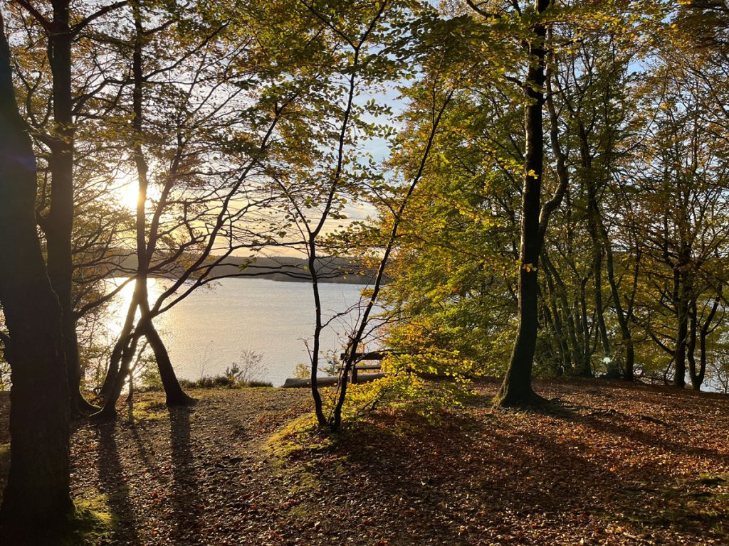 Rold skov ved Sortemosehus